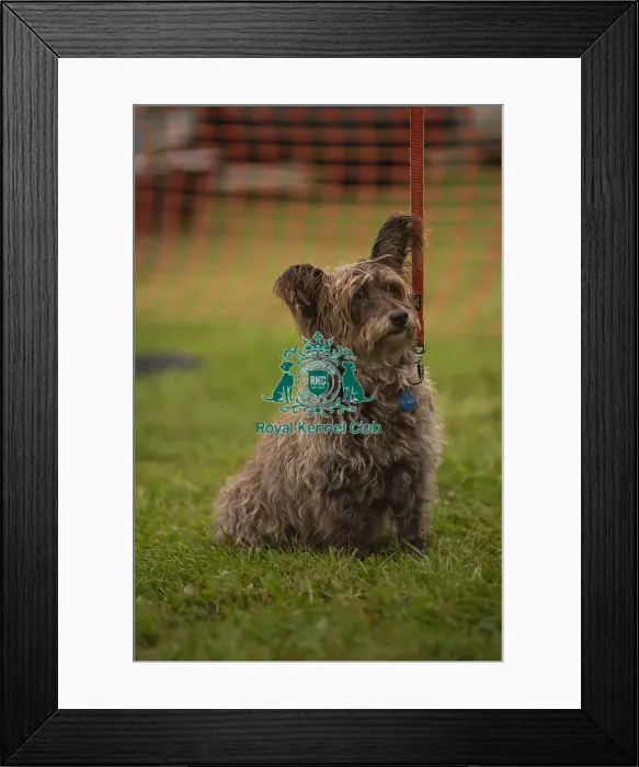 Framed Print : Scruffts Family Crossbreed of the Year competition All About Dogs Cornwall Framed Print : Scruffts Family Crossbreed of the Year competition All About Dogs Cornwall