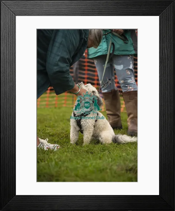 Framed Print : Scruffts Family Crossbreed of the Year competition All About Dogs Cornwall