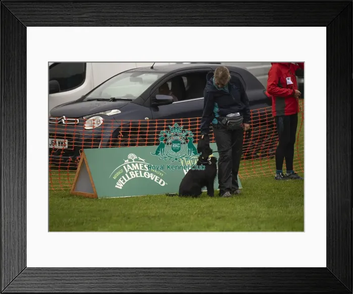 Framed Print : Scruffts Family Crossbreed of the Year competition All About Dogs Cornwall 22 / 09 / 24 Framed Print : Scruffts Family Crossbreed of the Year competition All About Dogs Cornwall 22 / 09 / 24