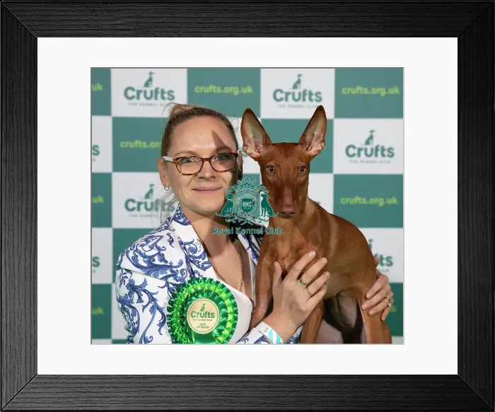 Framed Print : Cirneco Dell'Etna winner of Best of Breed at Crufts 2022 Framed Print : Cirneco Dell'Etna winner of Best of Breed at Crufts 2022