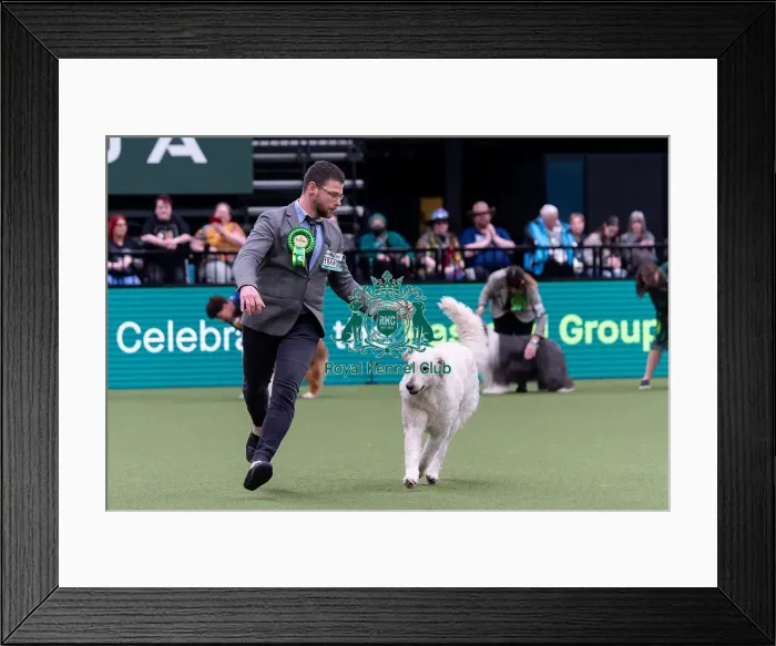 Framed Print : Gabor Padd from Hungary with Gubane Framed Print : Gabor Padd from Hungary with Gubane