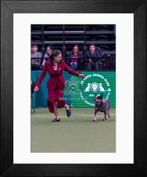 Framed Print : Valaria Likina from Poland with Chip Framed Print : Valaria Likina from Poland with Chip