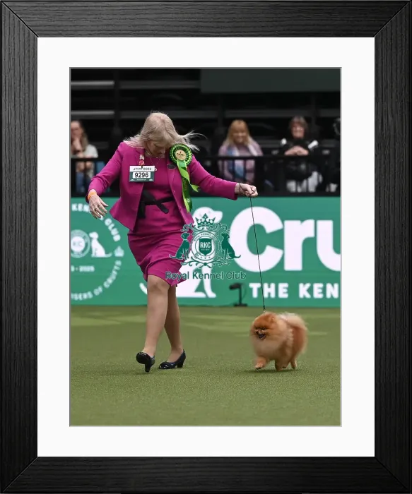 Framed Print : Avril Canthera-Purdy from Cheltenham with Garfield a Pomeranian Framed Print : Avril Canthera-Purdy from Cheltenham with Garfield a Pomeranian