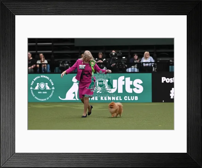 Framed Print : Avril Canthera-Purdy from Cheltenham with Garfield a Pomeranian Framed Print : Avril Canthera-Purdy from Cheltenham with Garfield a Pomeranian