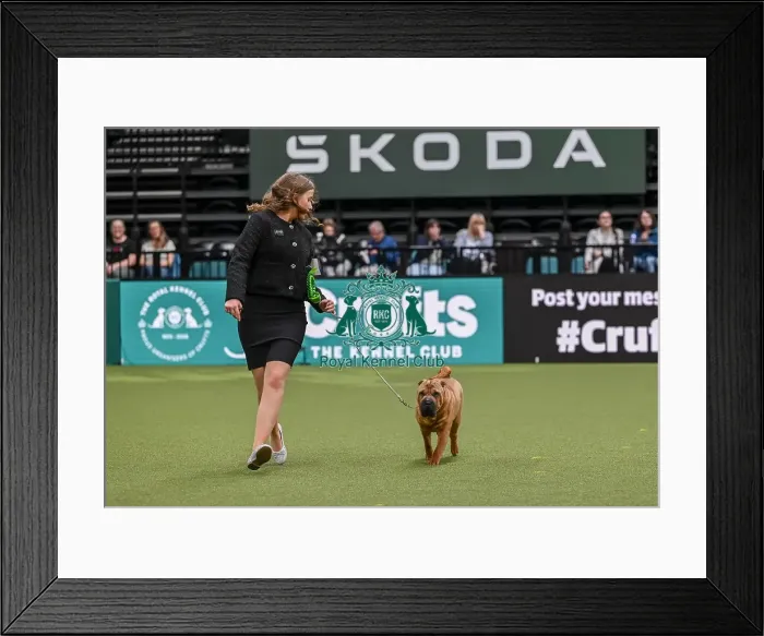 Framed Print : Amy Bragg from Plymouth with Dottie a Shar Pei