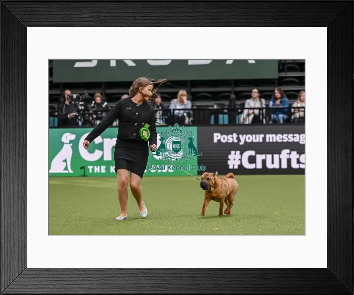 Framed Print : Amy Bragg from Plymouth with Dottie a Shar Pei Framed Print : Amy Bragg from Plymouth with Dottie a Shar Pei