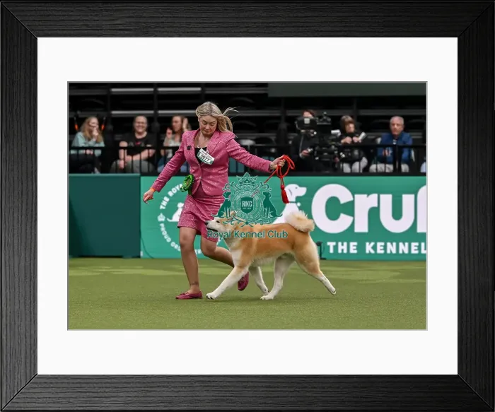Framed Print : Nicola Duffield from Hodnet Shropshire with Hiro Framed Print : Nicola Duffield from Hodnet Shropshire with Hiro