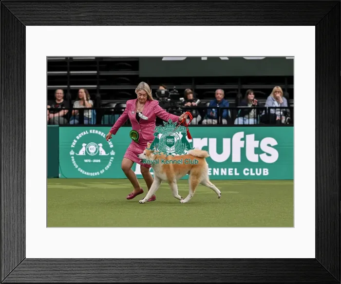 Framed Print : Nicola Duffield from Hodnet Shropshire with Hiro Framed Print : Nicola Duffield from Hodnet Shropshire with Hiro