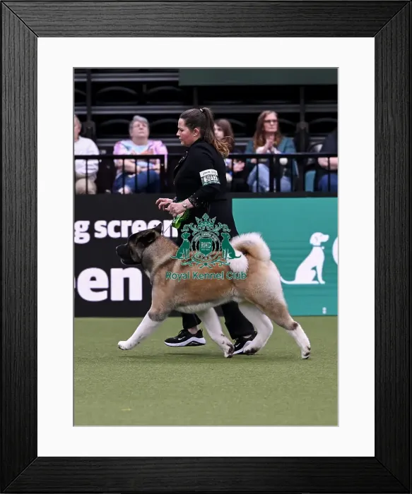 Framed Print : Nicci Willy from Spalding with Kimbo
