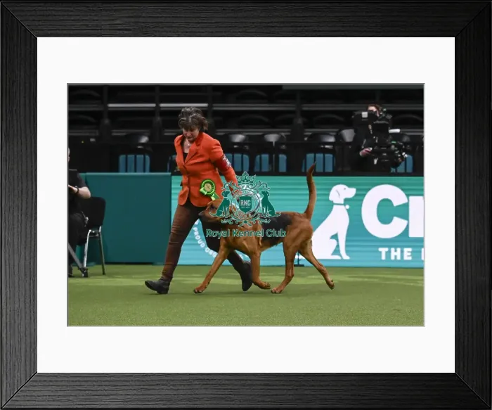 Framed Print : Bloodhound, with Keeper, a Bloodhound which was the Best of Breed winner today (Thursday 06 / 03 / 25)