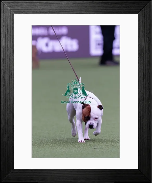 Framed Print : Steve Halifax, from Doncaster, with Rio Framed Print : Steve Halifax, from Doncaster, with Rio