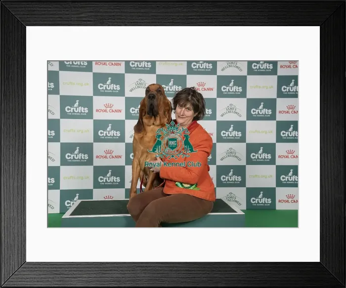 Framed Print : Bloodhound, with Keeper, a Bloodhound which was the Best of Breed winner today (Thursday 06 / 03 / 25)