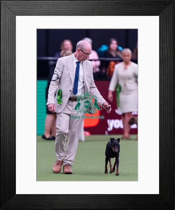 Framed Print : Teo, a Manchester Terrierwhich Framed Print : Teo, a Manchester Terrierwhich