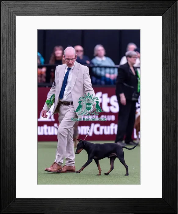 Framed Print : Teo, a Manchester Terrierwhich Framed Print : Teo, a Manchester Terrierwhich