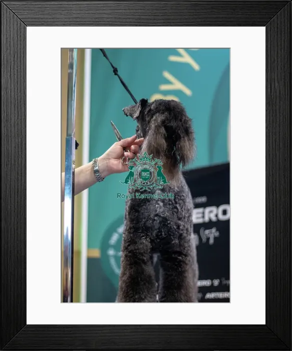 Framed Print : Grooming Demostration