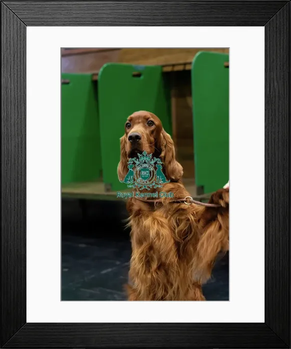Framed Print : Irish Setter