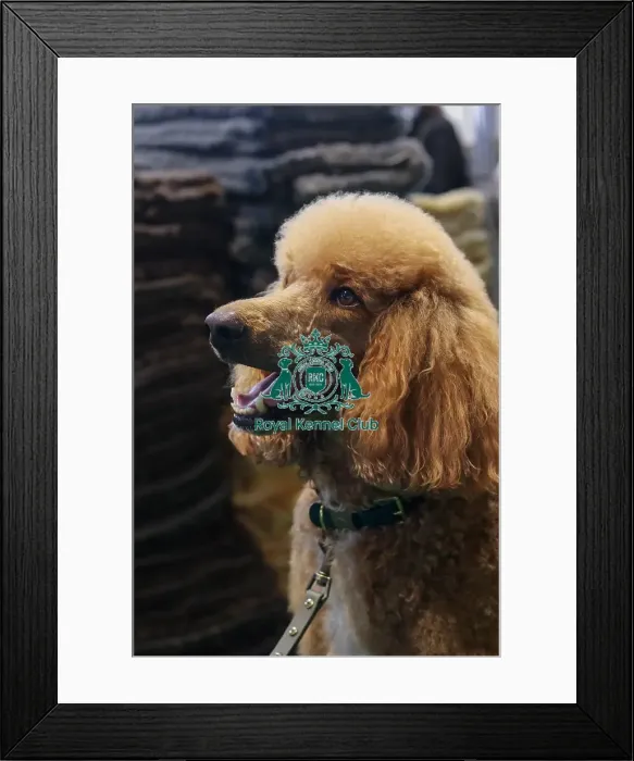 Framed Print : Poodle Portrait Framed Print : Poodle Portrait