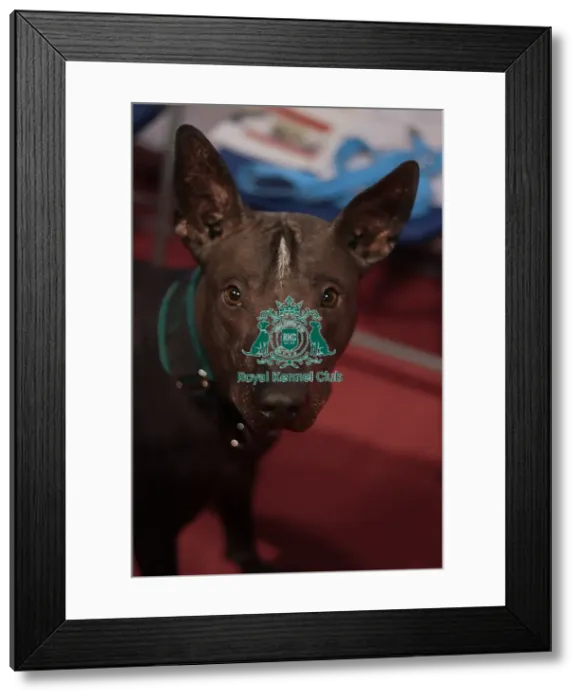 Framed Print : Xoloitzcuintle (Mexican Hairless) Framed Print : Xoloitzcuintle (Mexican Hairless)