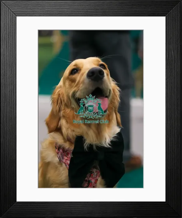 Framed Print : Golden Labrador Retriever Framed Print : Golden Labrador Retriever