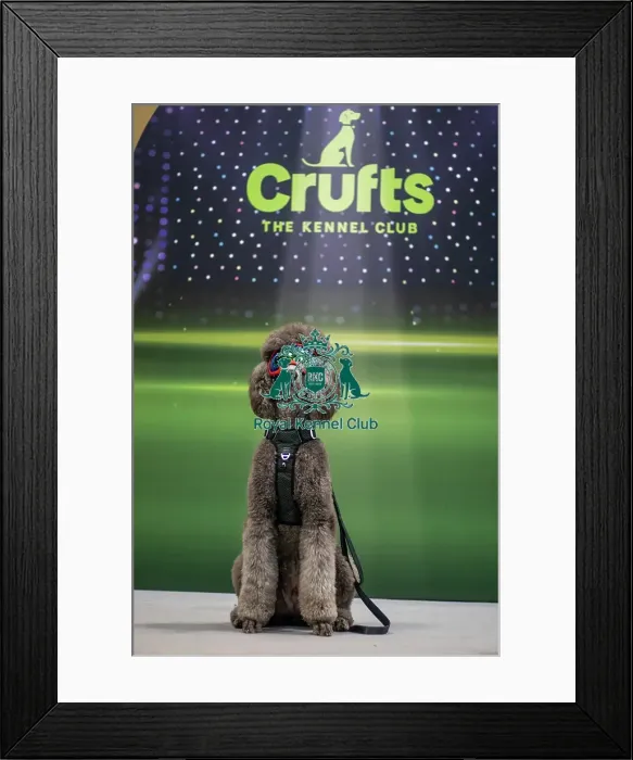Framed Print : Dumbo - Dog Influencer Framed Print : Dumbo - Dog Influencer
