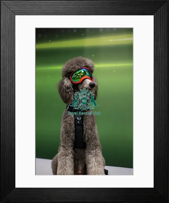 Framed Print : Dumbo - Dog Influencer Framed Print : Dumbo - Dog Influencer