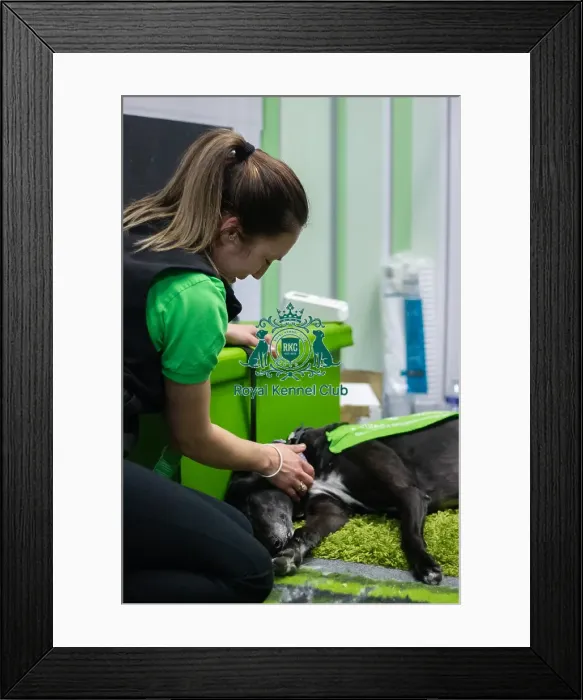 Framed Print : Greyhound Trust