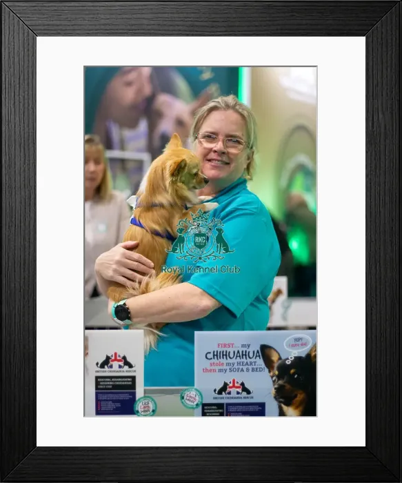 Framed Print : British Chihuahua rescue Framed Print : British Chihuahua rescue