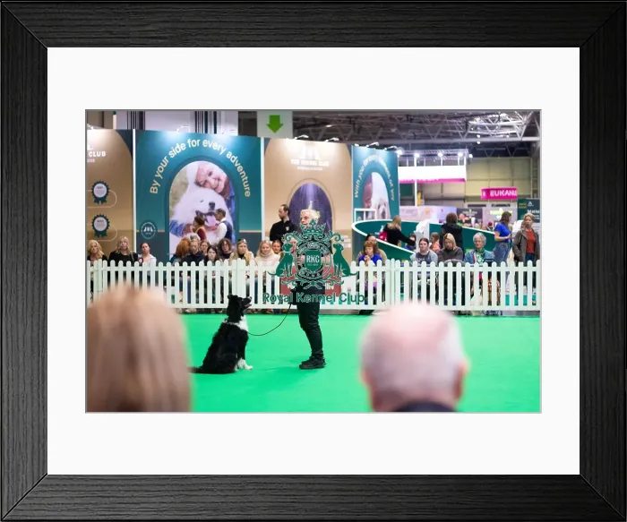 Framed Print : Obedience demonstration Framed Print : Obedience demonstration