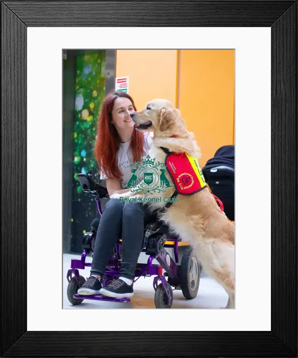 Framed Print : Assistance dog with owner, supported by natural instincts, general crufts photography 2025