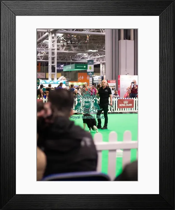 Framed Print : Obedience demonstration Framed Print : Obedience demonstration