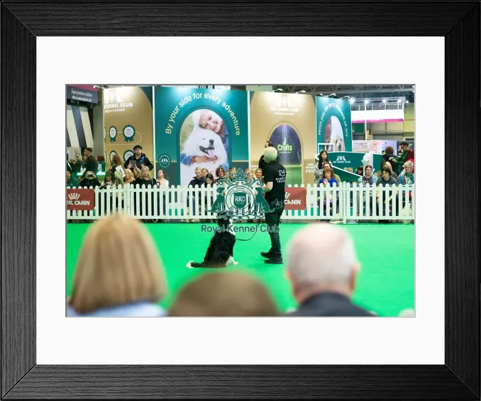 Framed Print : Obedience demonstration Framed Print : Obedience demonstration