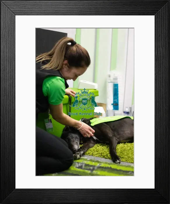 Framed Print : Greyhound Trust