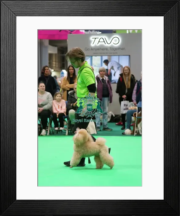 Framed Print : Crufts 2025, Friday 7th March - Have a go Rally Framed Print : Crufts 2025, Friday 7th March - Have a go Rally