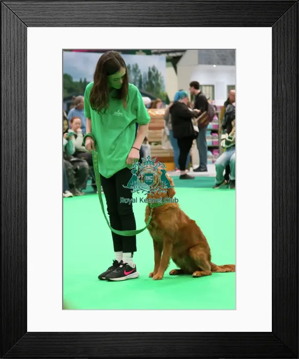 Framed Print : Crufts 2025, Friday 7th March - Have a go Rally Framed Print : Crufts 2025, Friday 7th March - Have a go Rally