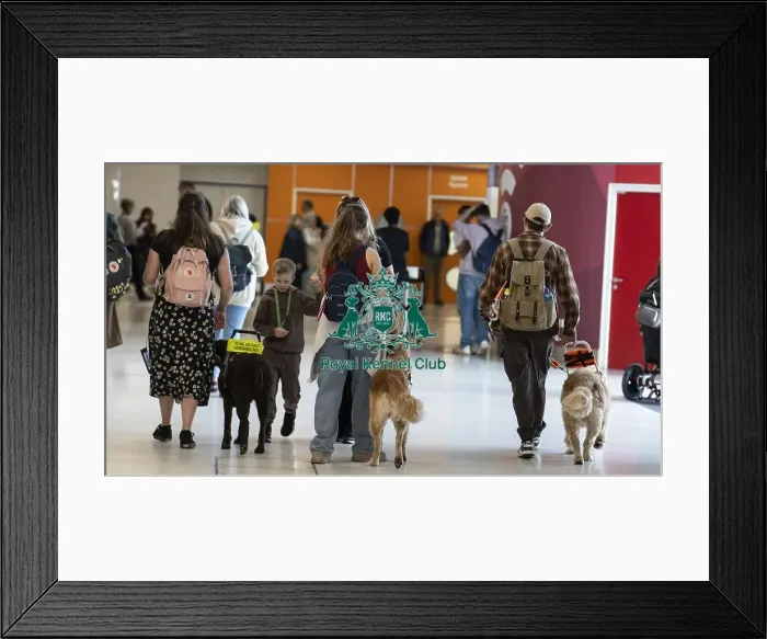 Framed Print : Service dogs working with owners at Crufts