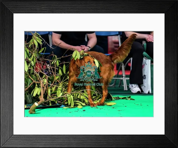 Framed Print : Gundog Display Dog Activities Stand Framed Print : Gundog Display Dog Activities Stand