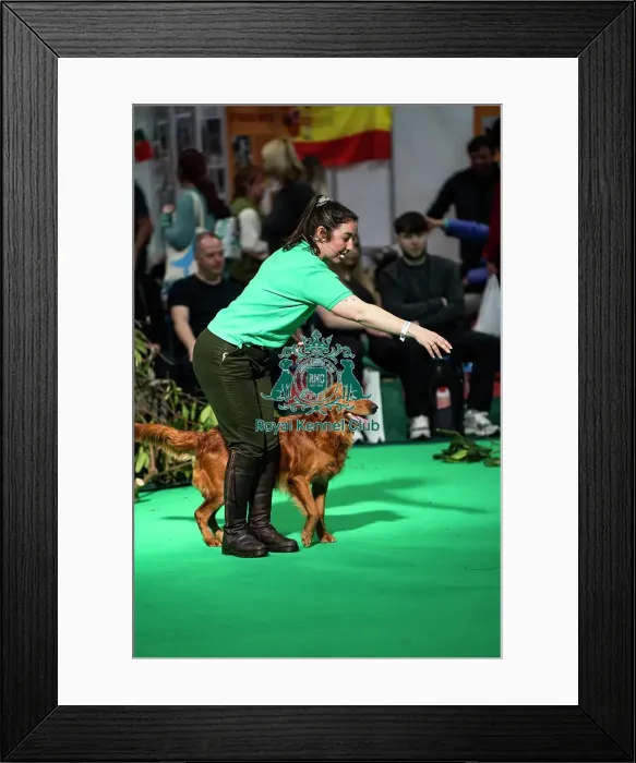 Framed Print : Gundog Display Dog Activities Stand Framed Print : Gundog Display Dog Activities Stand