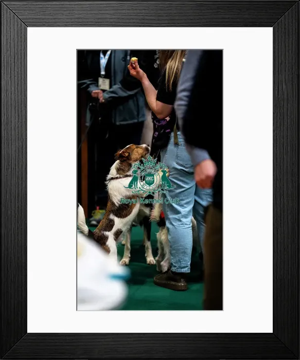 Framed Print : Terrior looking for food Framed Print : Terrior looking for food