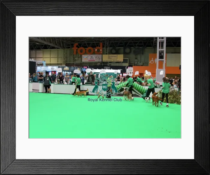 Framed Print : Crufts 2025, Friday 7th March - Have a go Rally