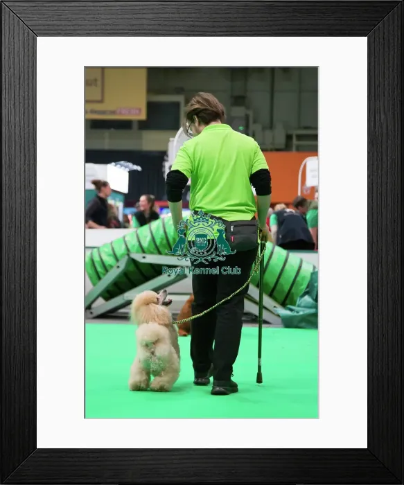 Framed Print : Crufts 2025, Friday 7th March - Have a go Rally Framed Print : Crufts 2025, Friday 7th March - Have a go Rally