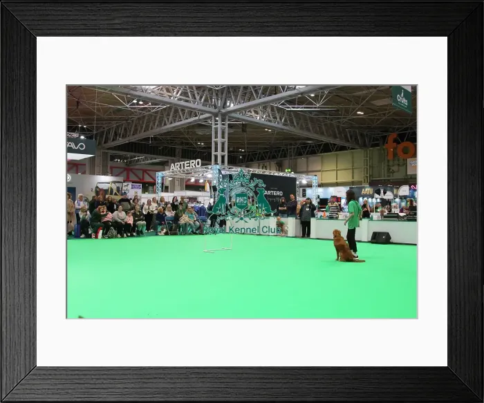 Framed Print : Crufts 2025, Friday 7th March - Have a go Rally Framed Print : Crufts 2025, Friday 7th March - Have a go Rally