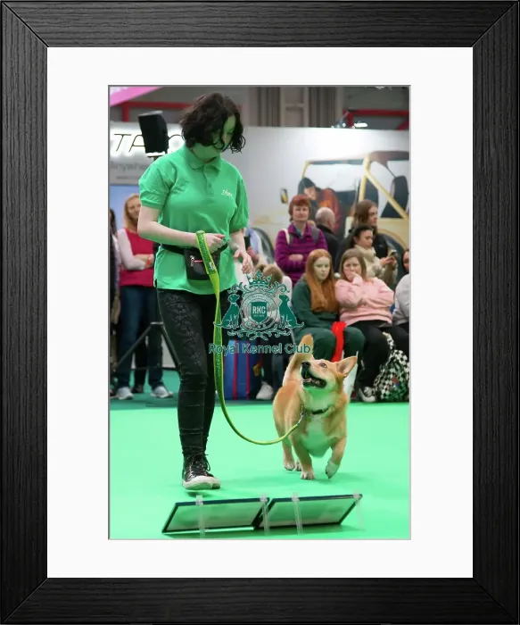 Framed Print : Crufts 2025, Friday 7th March - Have a go Rally Framed Print : Crufts 2025, Friday 7th March - Have a go Rally