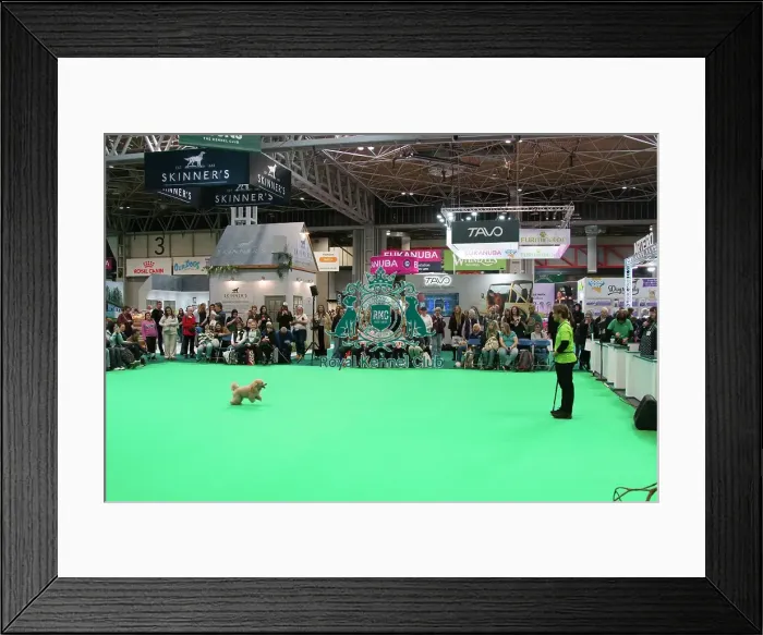 Framed Print : Crufts 2025, Friday 7th March - Have a go Rally Framed Print : Crufts 2025, Friday 7th March - Have a go Rally