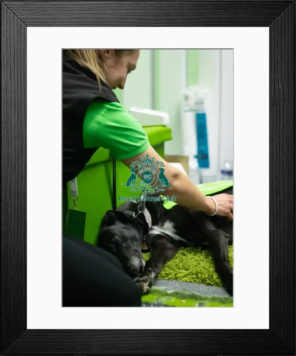 Framed Print : Greyhound Trust stand
