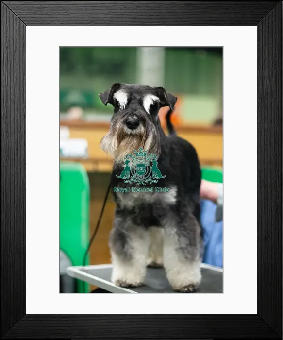 Framed Print : Miniature Schnauzer, Ruby, owner Susan Zeestraten, general crufts photography 2025 Framed Print : Miniature Schnauzer, Ruby, owner Susan Zeestraten, general crufts photography 2025