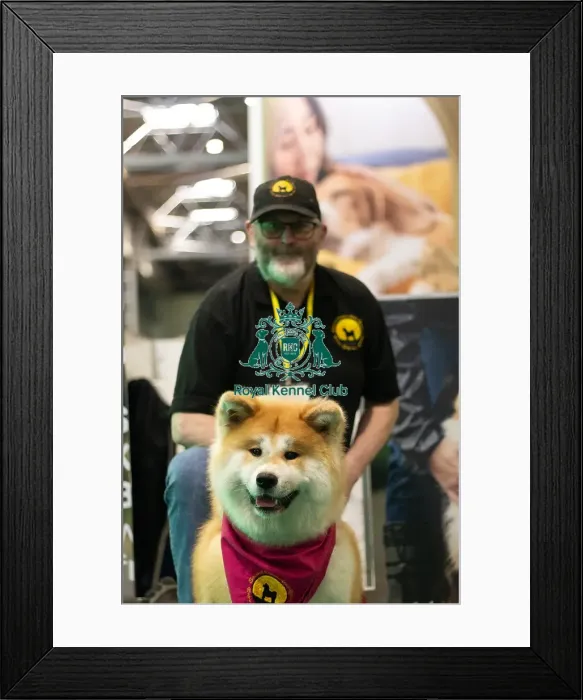Framed Print : Second Chance Akita rescue, Crufts general photos 2025