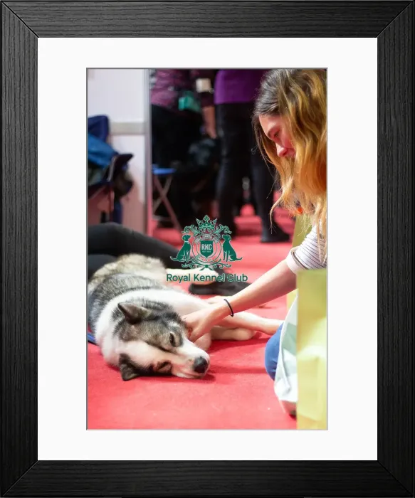 Framed Print : Discover Dogs Crufts 2025 Framed Print : Discover Dogs Crufts 2025