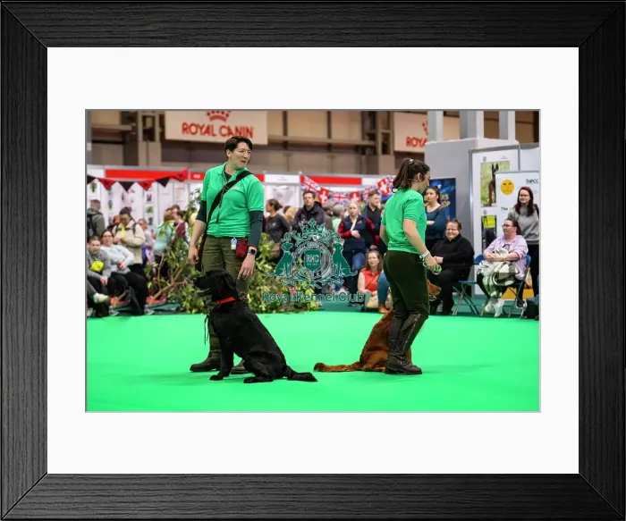 Framed Print : Gundog Display Dog Activities Stand Framed Print : Gundog Display Dog Activities Stand