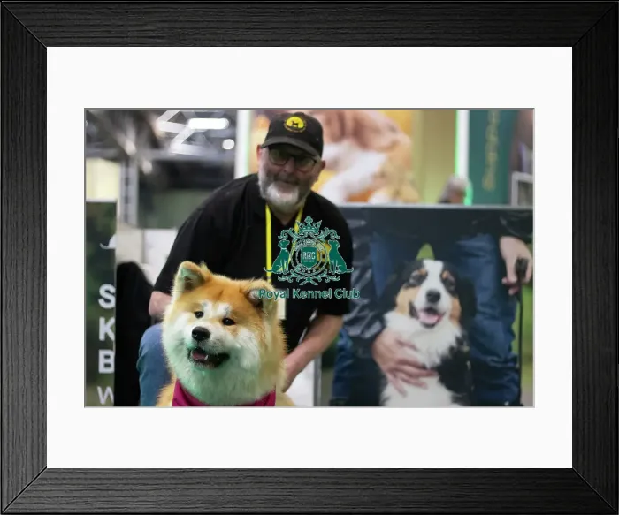 Framed Print : Second chance Akita rescue Framed Print : Second chance Akita rescue
