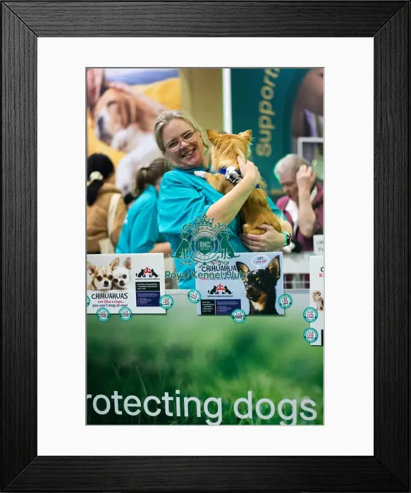 Framed Print : British Chihuahua rescue, general Crufts photography 2025